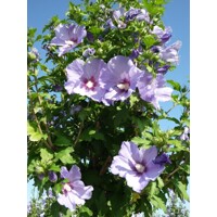 Ibištek - Hibiscus syriacus ´Marina´ Co2L