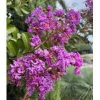 Myrta krepová ružová- Lagerstroemia indica ´Rosea´ Co3L 20/30