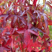 Ambrovník styraxový - Liquidambar styraciflua 'SLENDER SILHOUETTE´ 8-10