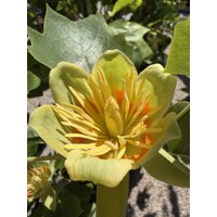 Ľaliovník tulipánokvetý ´Aureomarginatum´ – strom so žltým lemom