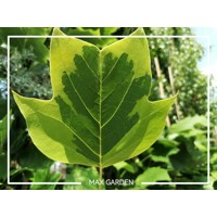 Ľaliovník tulipánokvetý ´Aureomarginatum´ – strom so žltým lemom