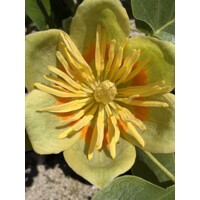 Ľaliovník tulipánokvetý ´Aureomarginatum´ – strom so žltým lemom