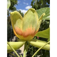 Ľaliovník tulipánokvetý ´Aureomarginatum´ – strom so žltým lemom