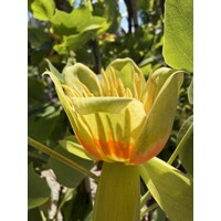 Ľaliovník tulipánokvetý ´Aureomarginatum´ – strom so žltým lemom
