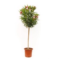 Oleander obyčajný  - Nerium oleander Red Co25L 100/125