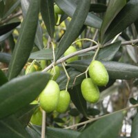 Olivovník európsky - Olea europaea Co12L 1/2 kmeň 8/10