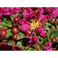 Myrta krepová - ružová - Lagerstroemia indica ´Caroline Beauty´  Co3L  80/100