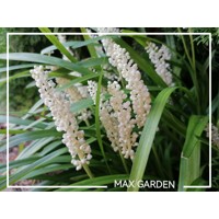 Liriope muscari Monroe White Co14 15-20