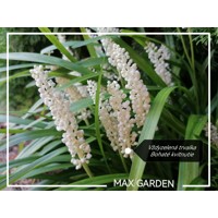 Liriope muscari Monroe White Co14 15-20