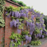 Vistéria vznešená  - Wisteria Floribunda ´ Yokohama Fuji ´  Co18L  1/4 kmeň