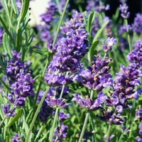 Levanduľa úzkolistá  -  Lavandula angustifolia 'Hidcote Blue'  P13