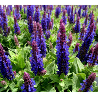 Salvia nemorosa ´Sensation Deep blue´
