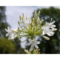 Agapanthus africanus ´Polar Ice´ Co5L