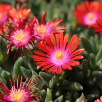 Delosperma ´Jewel of Desert´- ružová K9