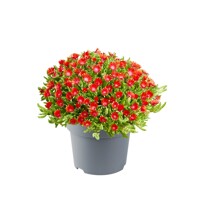 Delosperma ´Jewel of Desert´- ružová K9