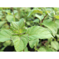 Mäta Mandarinková - Mentha piperita var. citrata ´Mandarin´