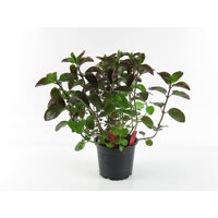 Mäta Mandarinková - Mentha piperita var. citrata ´Mandarin´