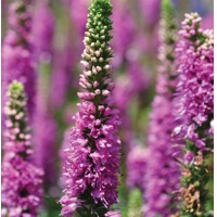 Veronica spicata 'Rosa Zwerg'