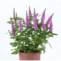 Veronica spicata 'Rosa Zwerg'