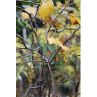 Breza previsnutá - Betula pendula ´Youngii´ Co18L 3/4 kmeň