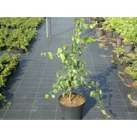 Breza previsnutá - Betula pendula ´Youngii´ Co18L 3/4 kmeň