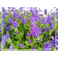 Levanduľa úzkolistá  -  Lavandula angustifolia 'Hidcote Blue'  P12