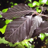 Fagus sylvatica ´Purpurea pendula´ Co35L km200 10/12