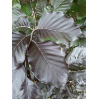 Fagus sylvatica ´Purpurea pendula´ Co35L km200 10/12