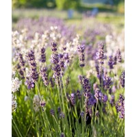 Levanduľa úzkolistá  - Lavandula angustifolia 'Ellagance Ice White'  P17
