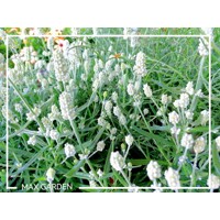 Levanduľa úzkolistá  - Lavandula angustifolia 'Ellagance Ice White'  P17
