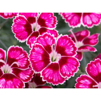 Dianthus caryophyllus ´Peman´ P12