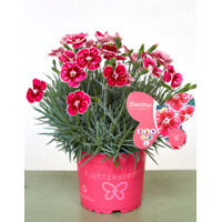 Dianthus caryophyllus ´Peman´ P12