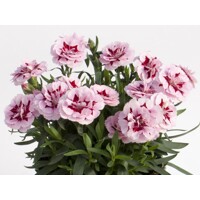 Dianthus ´I love U´ P18
