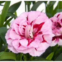 Dianthus ´I love U´ P18