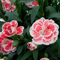 Dianthus ´I love U´ P18