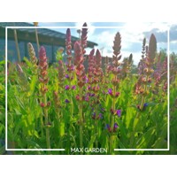 Salvia nemorosa ´Sensation Deep blue´