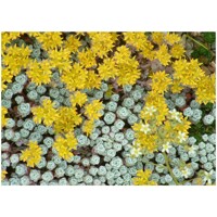 Sedum rupestre 'Glaucum'