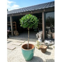 ILEX X NELLIE R. STEVENS Co25L KM80  d50-60