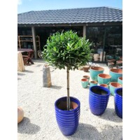 ILEX X NELLIE R. STEVENS Co25L KM80  d50-60
