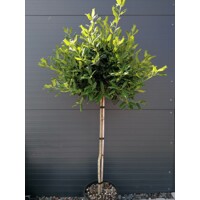 ILEX X NELLIE R. STEVENS Co25L KM80  d50-60