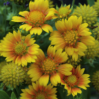 Delosperma Cooperi P12
