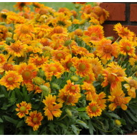 Delosperma Cooperi P12