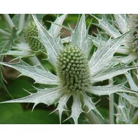 Eryngium giganteum P14