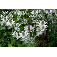 Eryngium giganteum P14