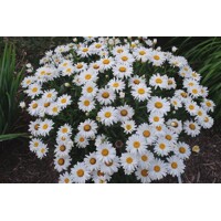 Margaréta - Leucanthemum