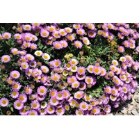 Erigeron glaucus ´Sea Breeze´ P14