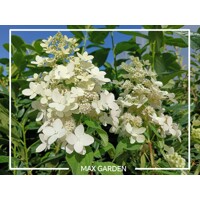 Hortenzia metlinatá - Hydrangea Paniculata ’Limelight'  Co2L 40/60