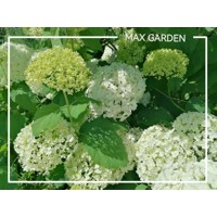 Hortenzia stromčekovitá - Hydrangea arborescens 'Annabelle'  Co2,5L 20/30