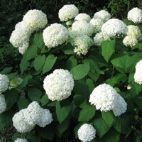 Hortenzia stromčekovitá - Hydrangea arborescens 'Annabelle'  Co2,5L 20/30