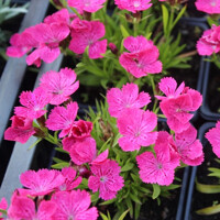Dianthus gratianopolitanus 'Pink Kisses' P12